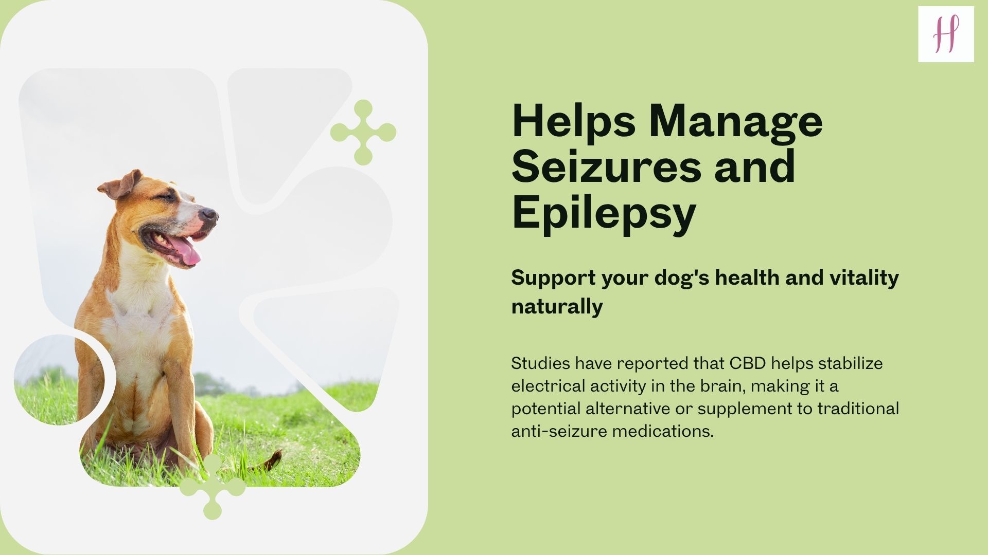 cbd oil for dogs buy online
